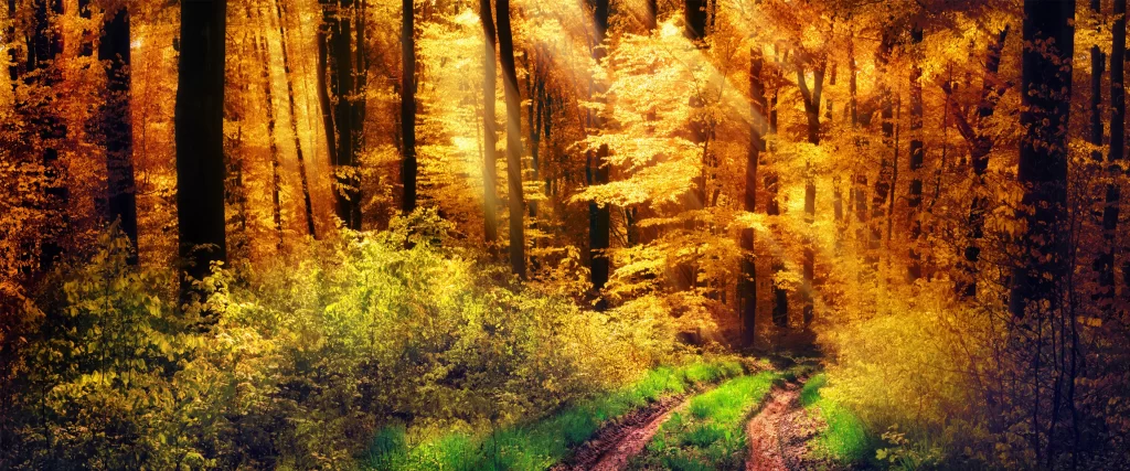 Sunlight Forest Path Greenery Tranquility Autumn