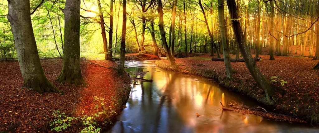 Sunlight Forest Stream Autumn Leaves Tranquility Reflection