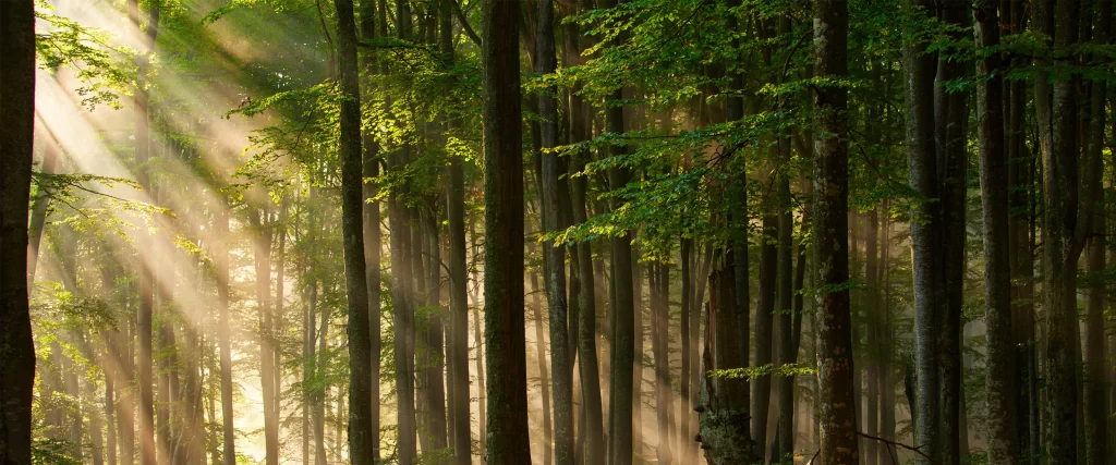 Sunlight Forest Trees Green Leaves Mist Tranquility