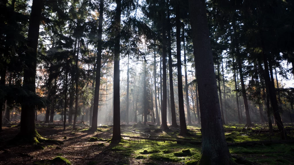 Sunlight Forest Trees Green Moss Tranquility