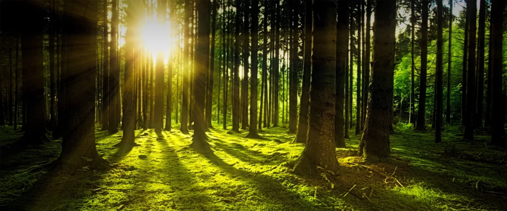 Sunlight Forest Trees Green Nature Tranquility