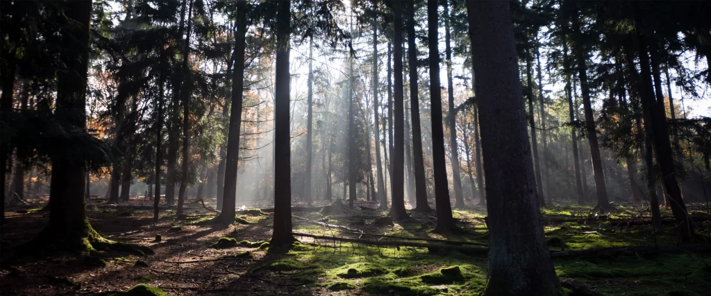 Sunlight Forest Trees Moss Tranquility Nature