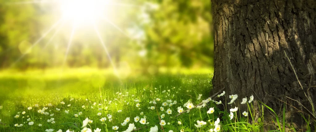 Sunlight Green Grass White Flowers Tree Trunk Nature Tranquility