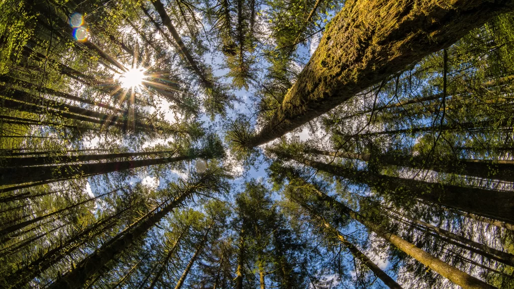 Sunlight Tall Trees Forest Blue Sky Green Leaves Natural Beauty
