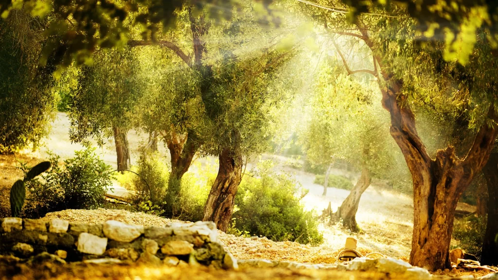 Sunlight Trees Green Leaves Forest Tranquility Nature