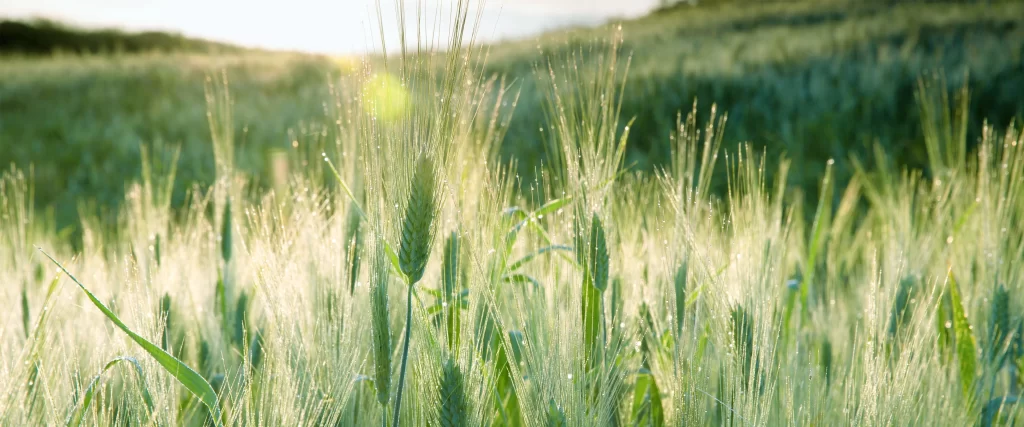 Sunlight Wheat Field Green Dew Nature Tranquility