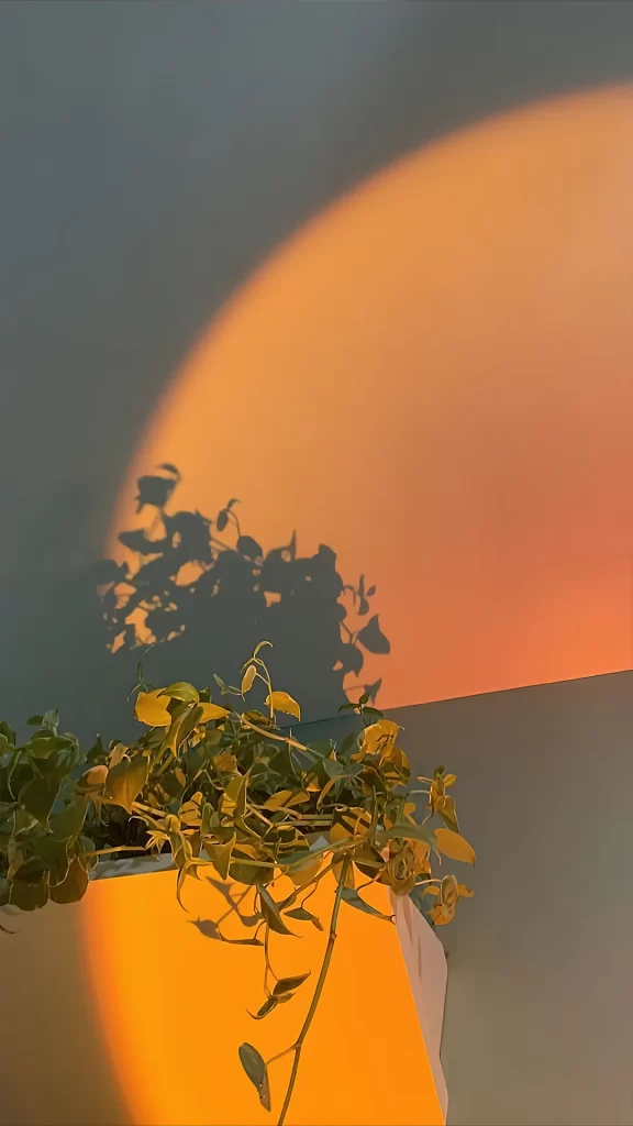 Sunset Plants Shadow Wall Orange Green
