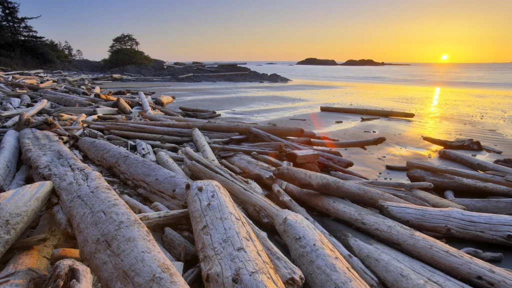 Sunset beach driftwood ocean horizon nature