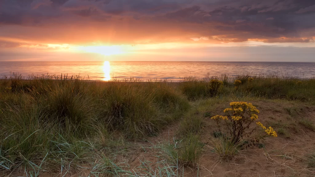 Sunset beach ocean clouds grass flowers