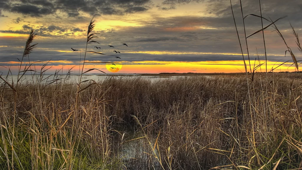Sunset clouds reeds water birds sky
