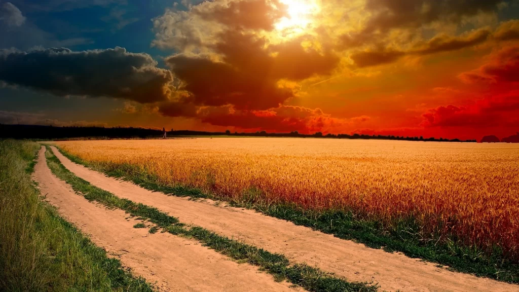Sunset field clouds path sky wheat