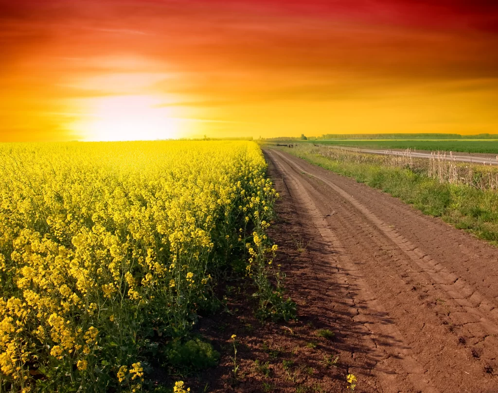 Sunset field flowers path sky colors