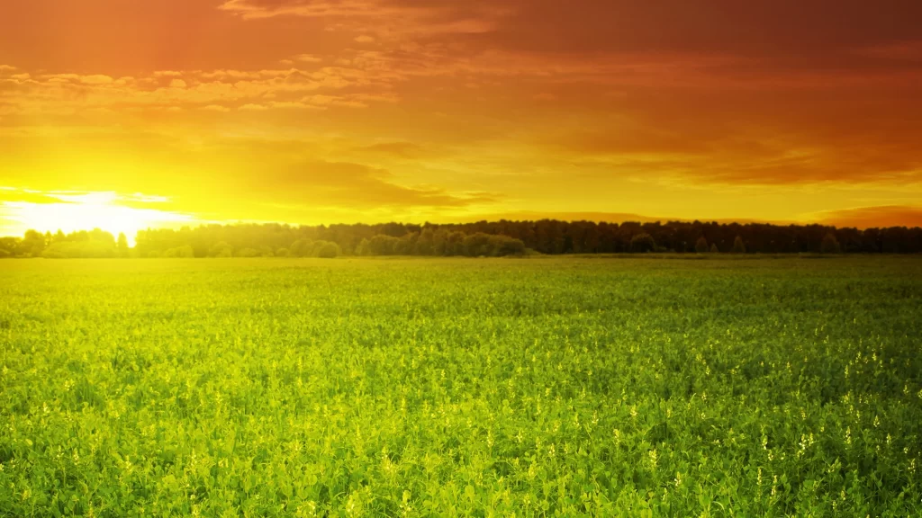 Sunset field green sky clouds horizon