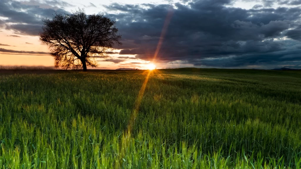 Sunset field tree clouds landscape nature