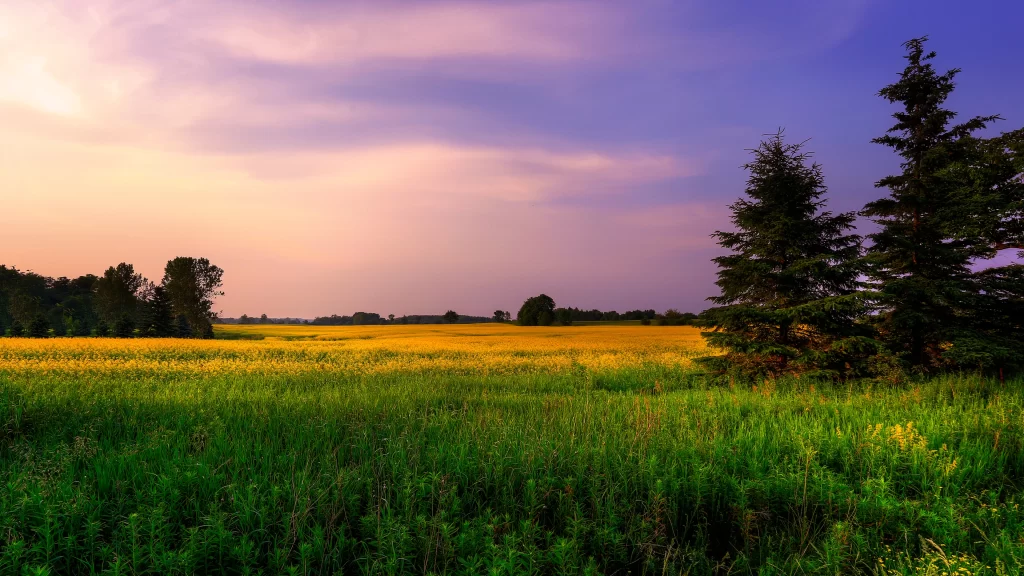 Sunset field trees sky clouds landscape