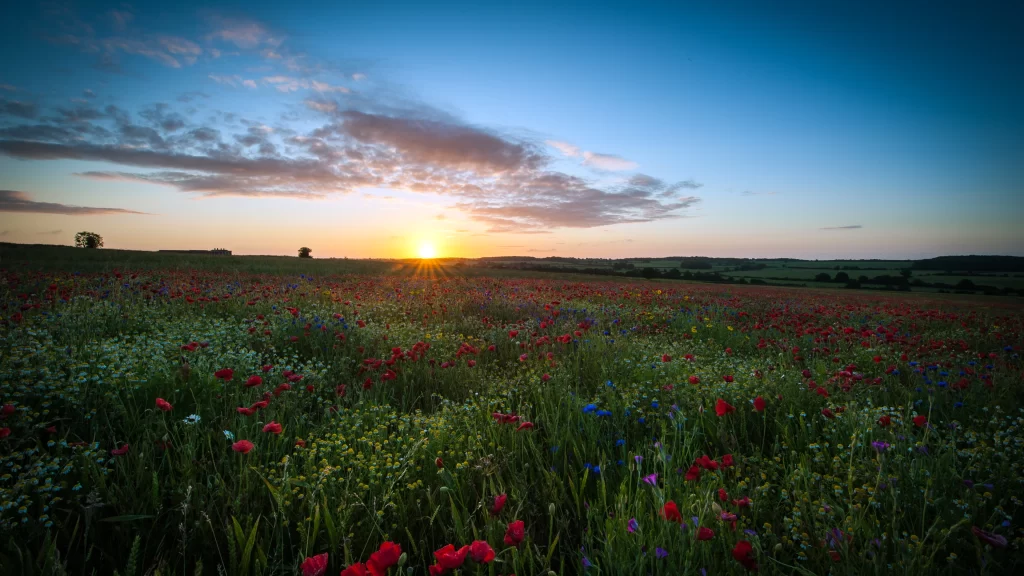 Sunset flowers field sky clouds landscape