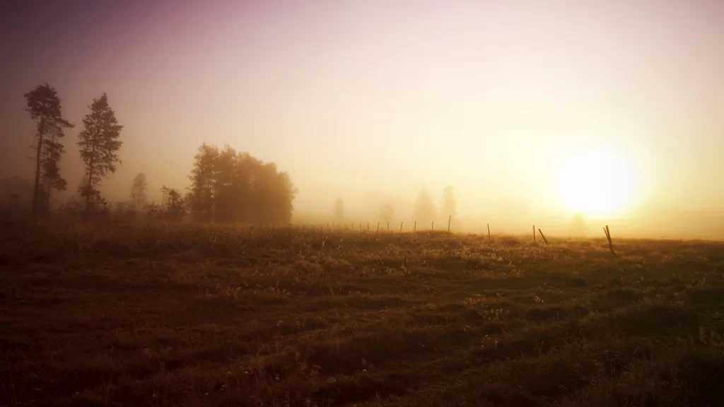 Sunset fog field trees tranquility nature
