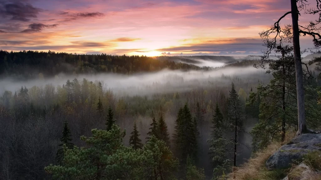 Sunset forest mist clouds landscape nature