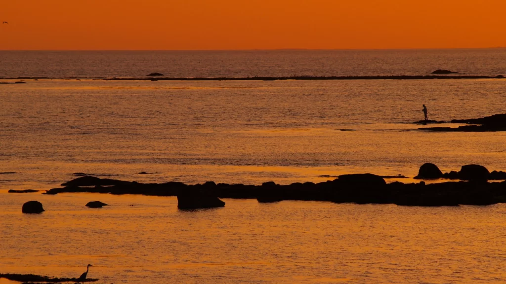 Sunset ocean rocks silhouette bird calm