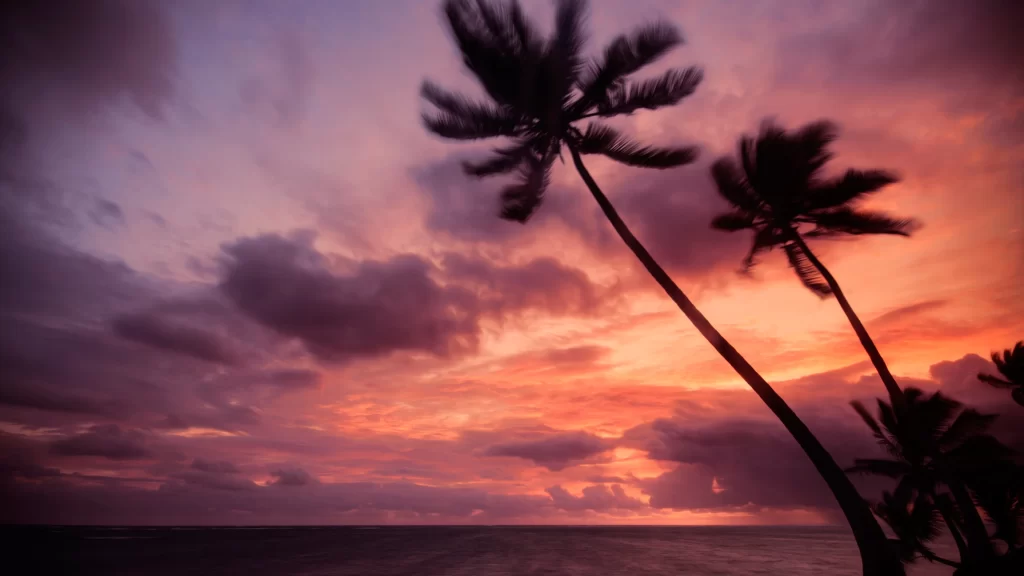 Sunset palm trees ocean clouds sky colors