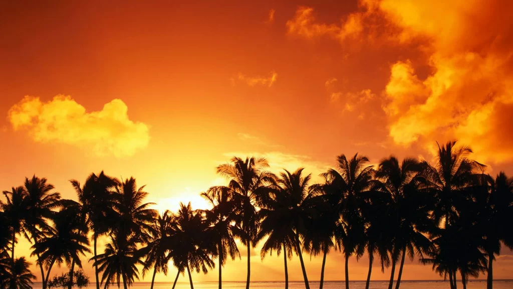 Sunset palm trees ocean sky clouds horizon