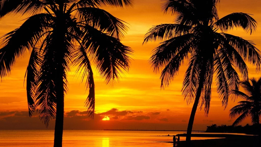 Sunset palm trees ocean sky reflection tranquil