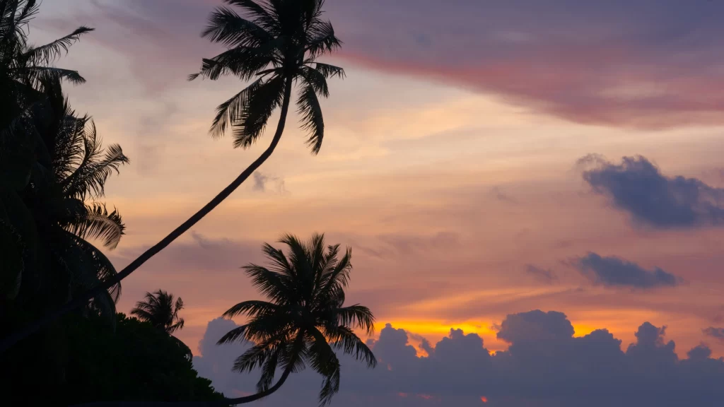 Sunset palm trees sky clouds ocean horizon