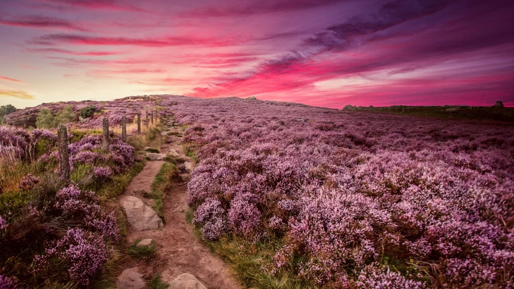 Sunset path purple flowers sky landscape tranquility