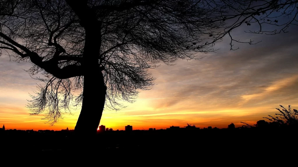 Sunset tree cityscape sky clouds silhouette horizon twilight