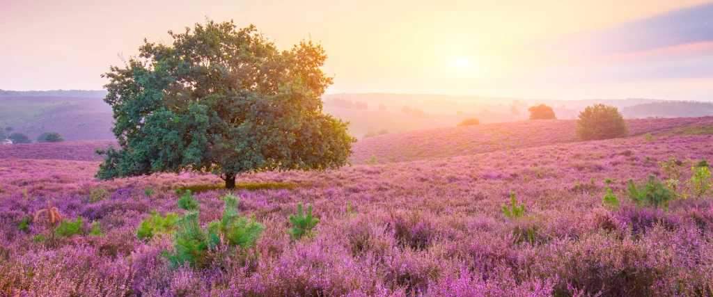 Sunset Tree Purple Flowers Landscape Tranquil