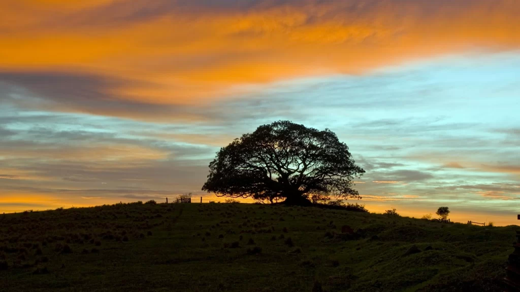 Sunset tree sky clouds landscape nature