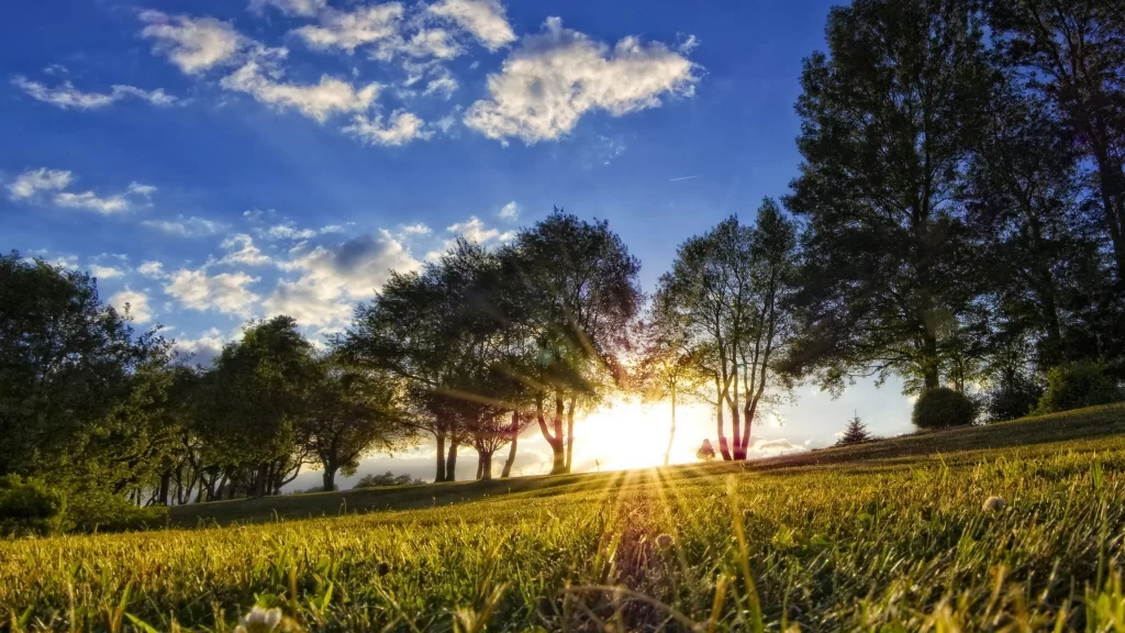 Sunset trees grass sky clouds nature
