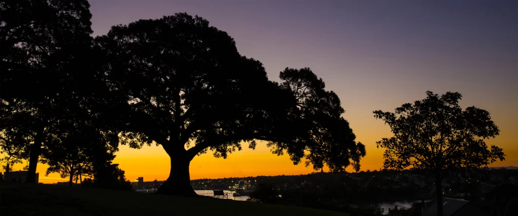 Sunset Trees Silhouette Sky Cityscape Tranquil