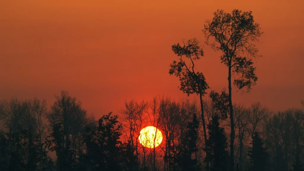 Sunset trees sky orange silhouette horizon tranquil nature