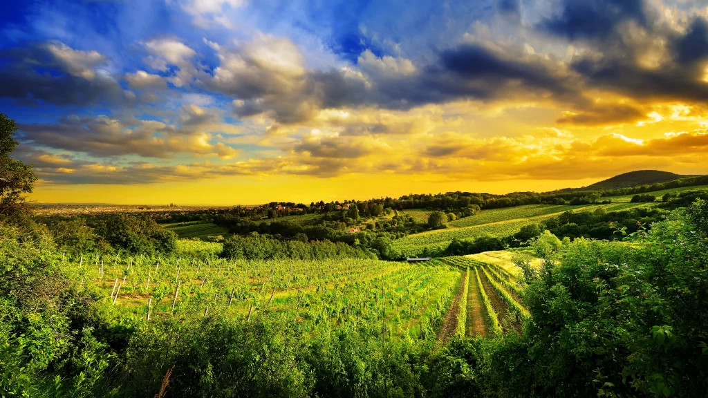 Sunset Vineyard Greenery Landscape Clouds Rural