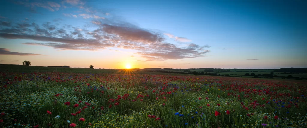 Sunset Wildflowers Field Sky Clouds Nature