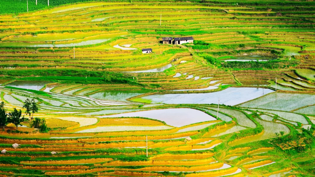 Terraced Fields Greenery Water Rural Agriculture