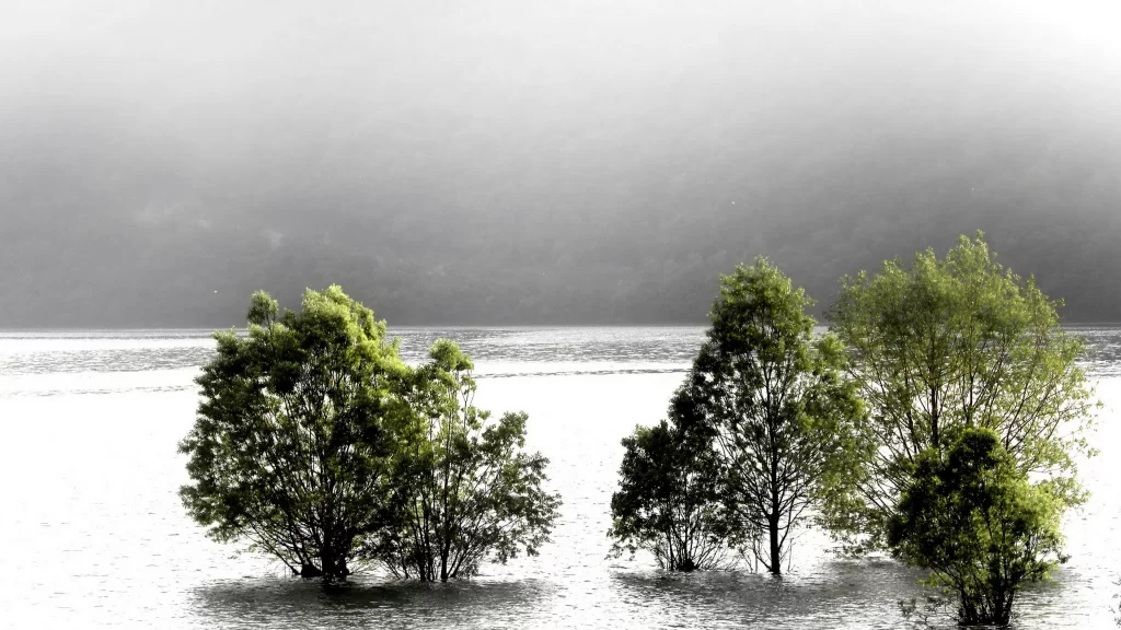 Trees water fog landscape nature tranquility