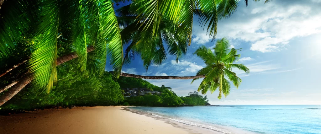 Tropical Beach Palm Trees Clear Sky Calm Sea Golden Sand Lush Greenery