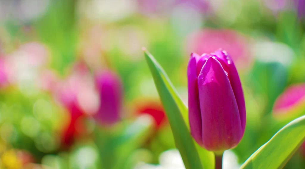Tulip flower garden bloom spring nature
