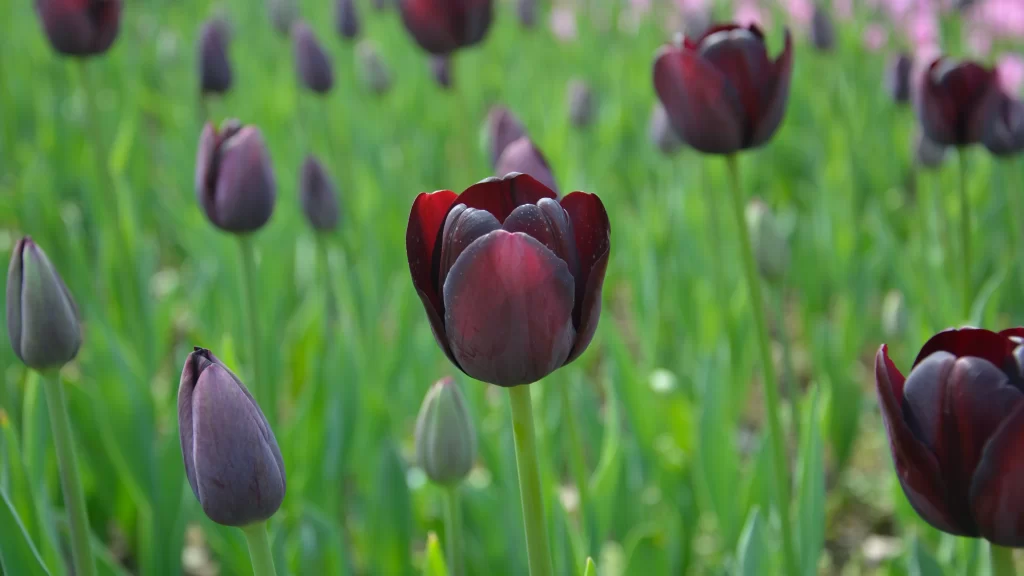 Tulips Blooming Greenery Nature Spring