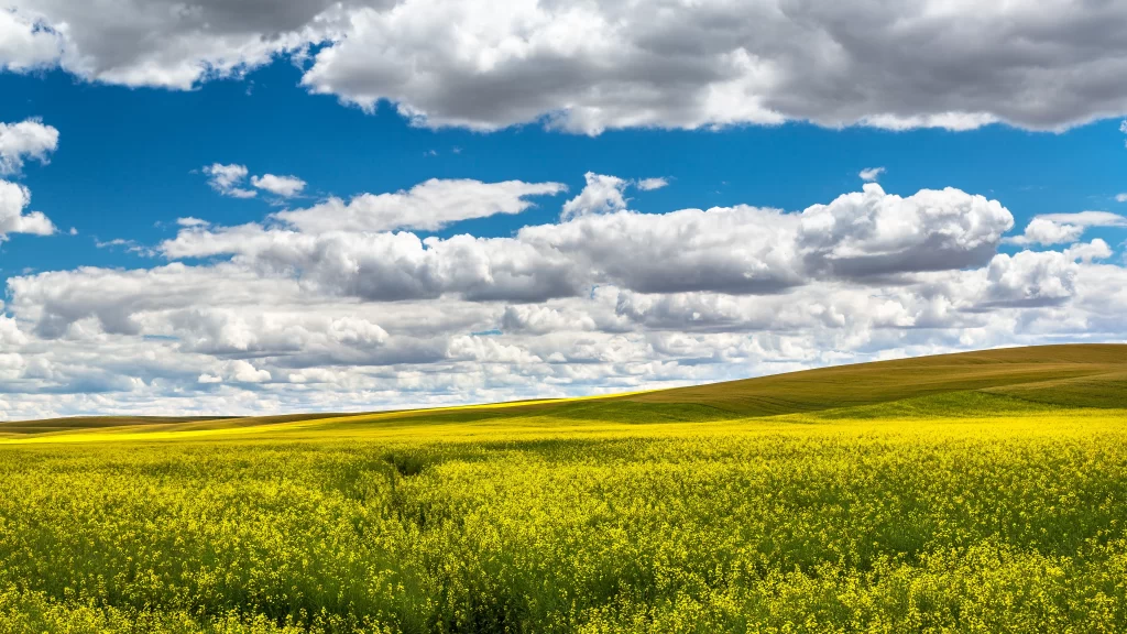 Vast Field Yellow Flowers Blue Sky White Clouds Rolling Hills