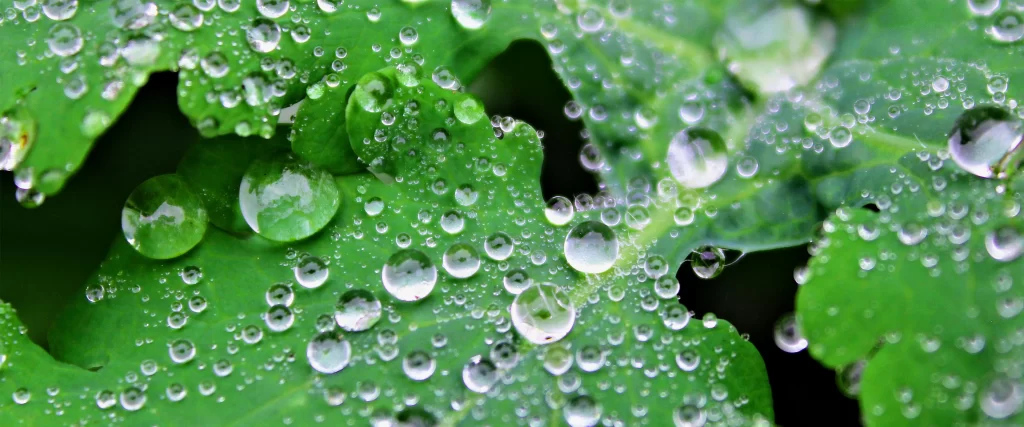 Water Droplets Green Leaves Nature Freshness Dew Close-up