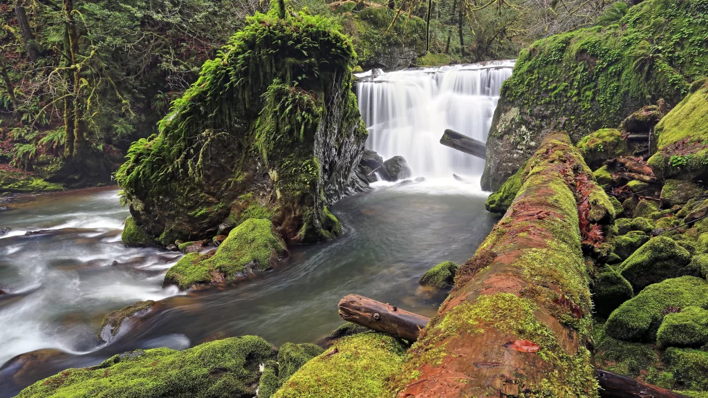 Waterfall moss forest stream rocks nature