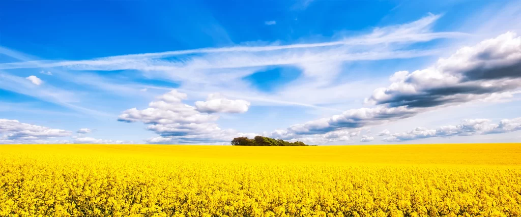 Yellow Flowers Blue Sky White Clouds Field Nature Landscape