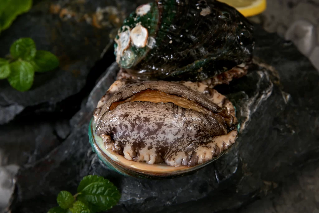 Abalone Open Shell Brownish-orange Fresh