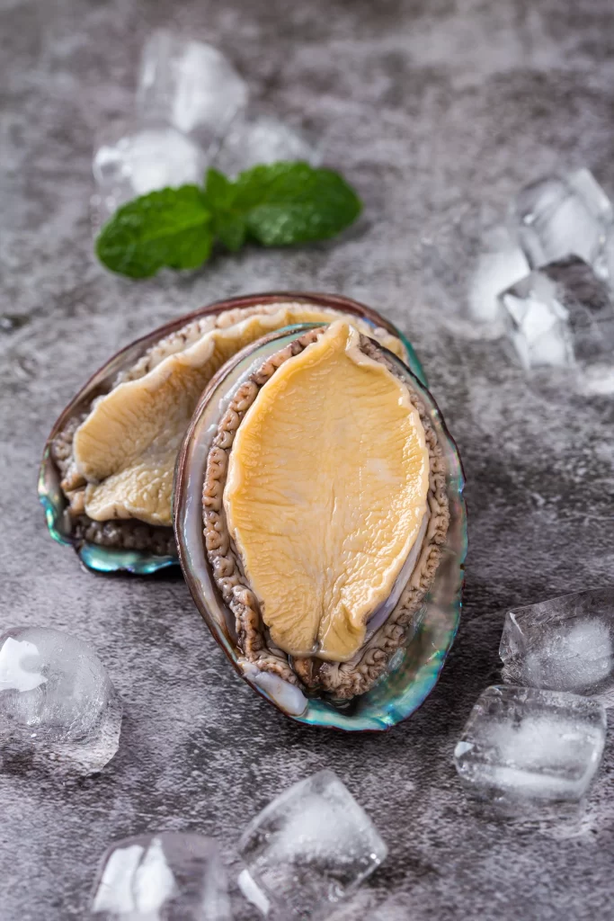 Abalone Raw Blue Shell Yellow Flesh