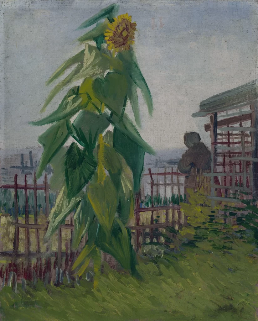 Allotment with Sunflower Van Gogh