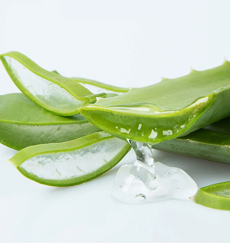 Aloe Vera Gel Slices Juicy Green Leaf
