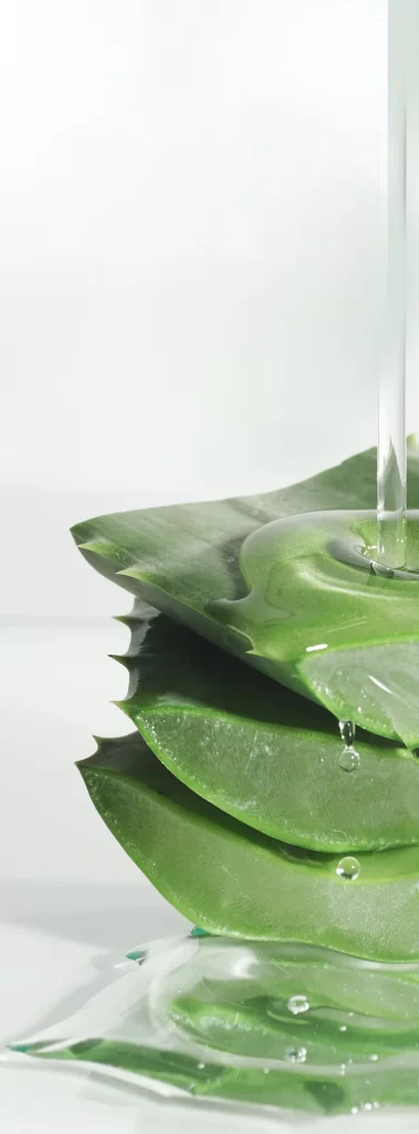 Aloe Vera Leaves Water Droplets Clear Liquid